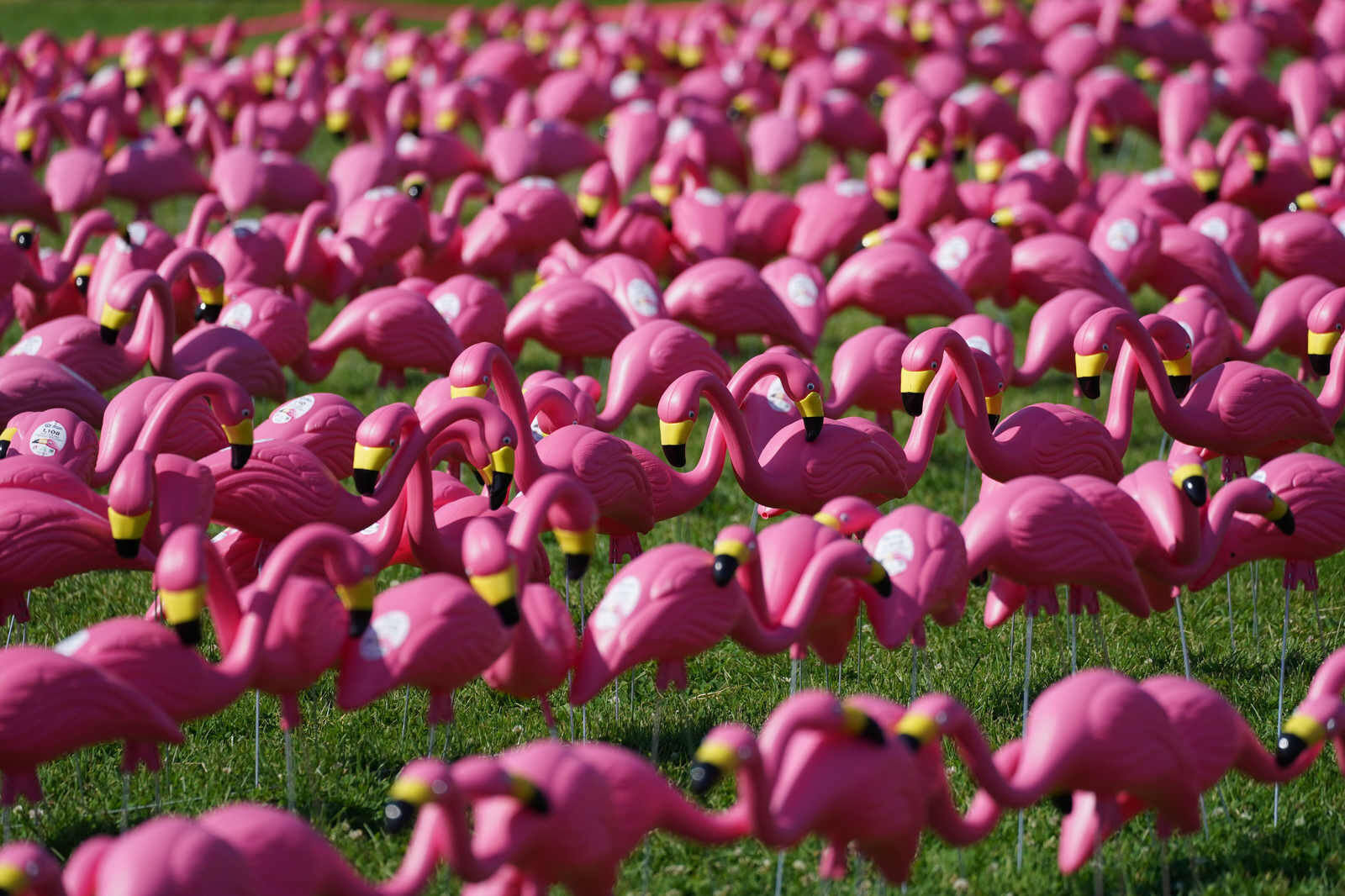 Sea of pink